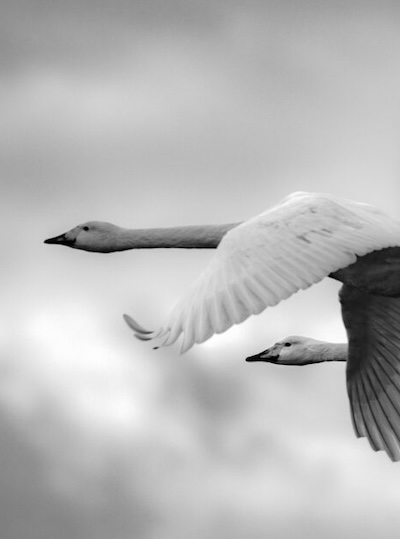 swan-5146120-scaled-390785_1080x675