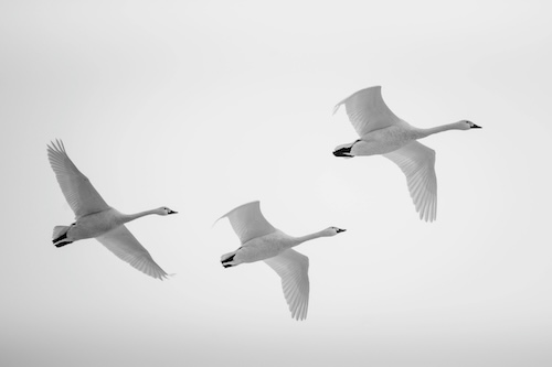 swan_flight